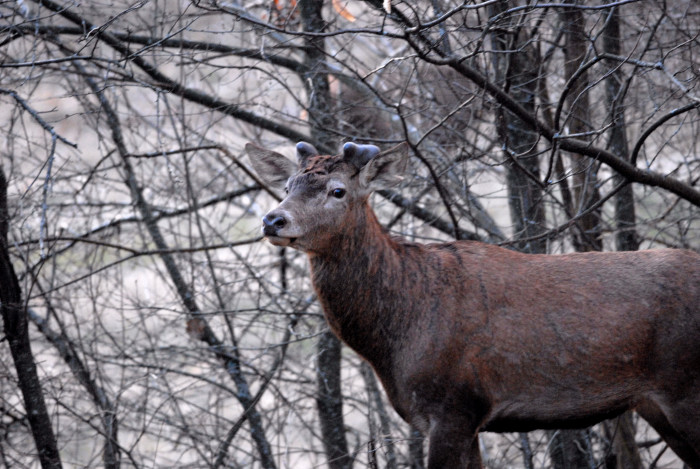 PASSIONE PER IL CERVO